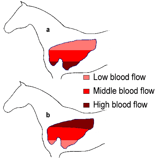 Old and new concepts of pulmonary blood distribution in the equine lung.