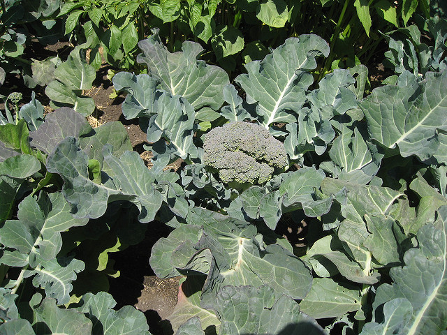 a photo of a broccoli plant, showing broccoli florets surrounded by large, dark green leaves
