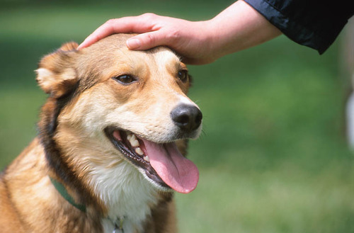 5 ความเชื่อผิดๆ ที่คนเลี้ยงสุนัขบางคน อาจเข้าใจผิดมาตลอด 5