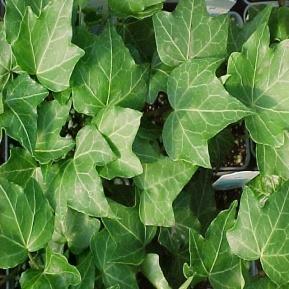 http://www.parkswholesaleplants.com/wp-content/uploads/2009/04/ivy-hahns.jpg?fea8bc