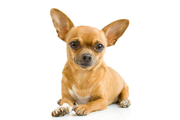 Importance Of Determining Your Chihuahua's Behavior