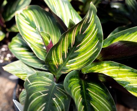 Calathea Beauty Star Plant Growing and Care Guide