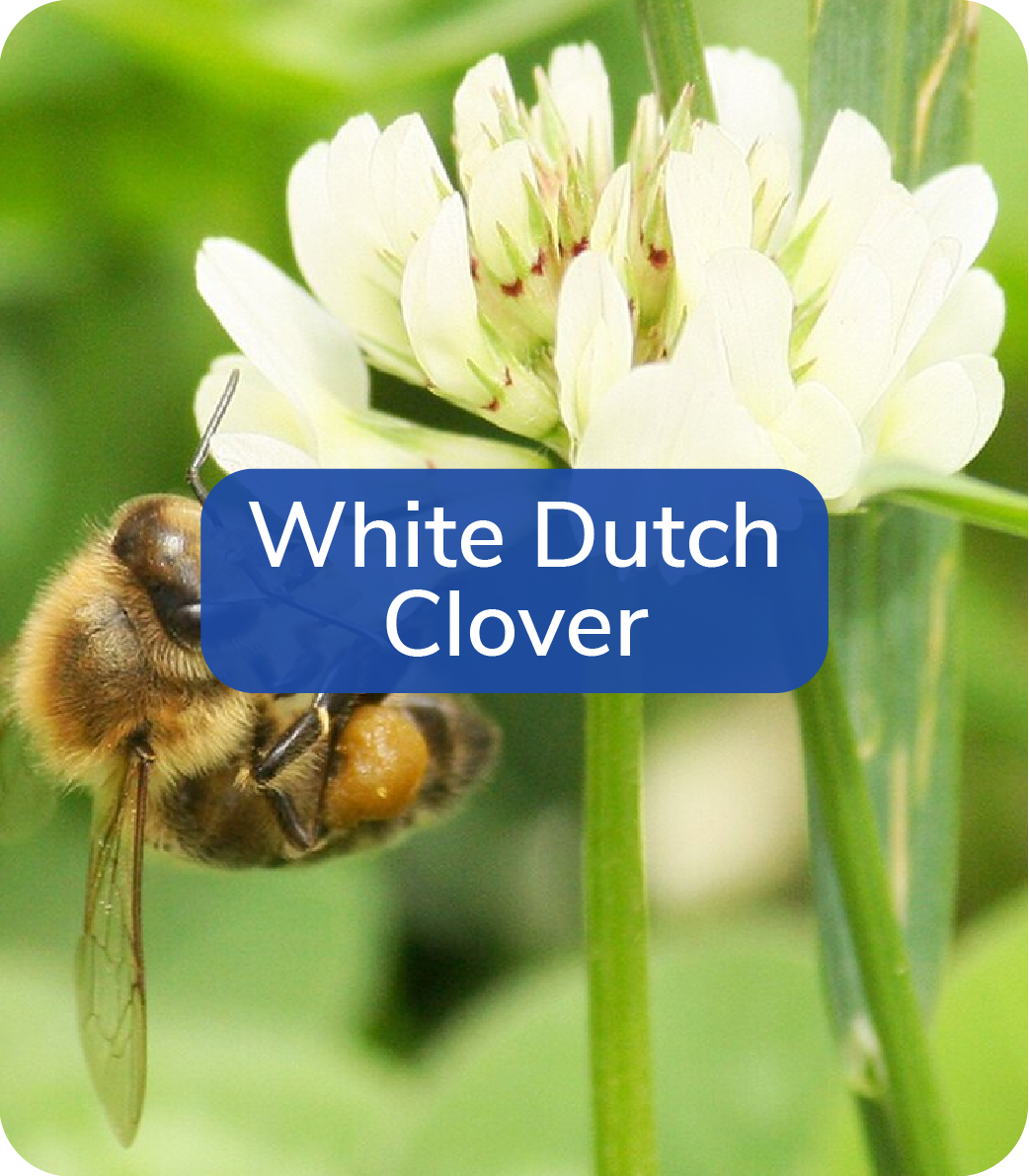 white dutch clover