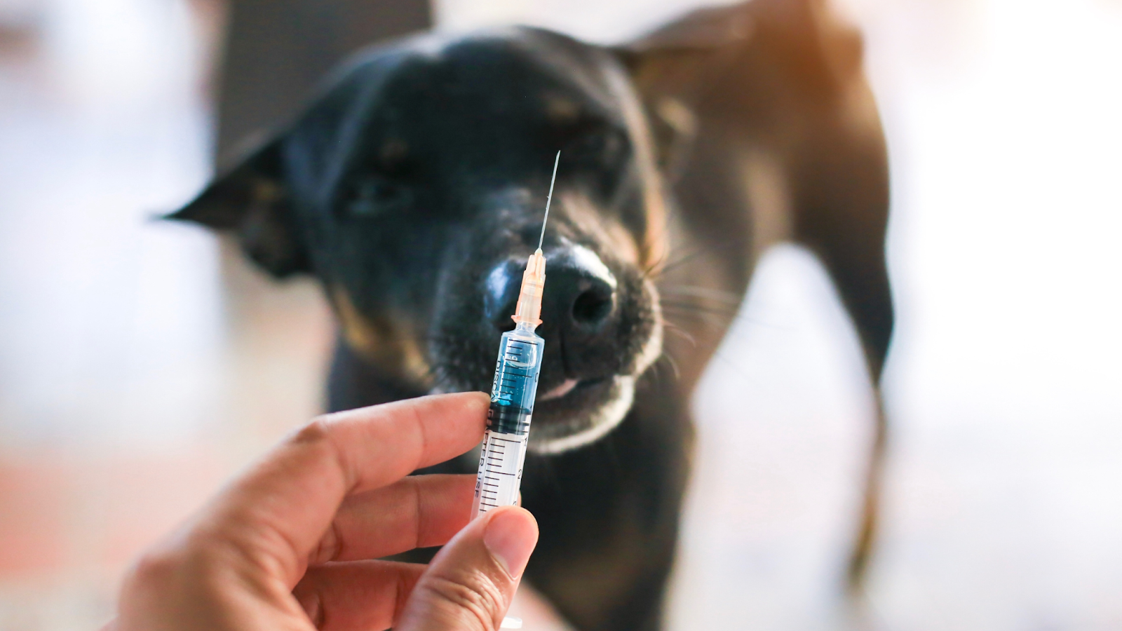 The most common treatment for Lyme disease in dogs is antibiotics.