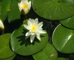 white water lily