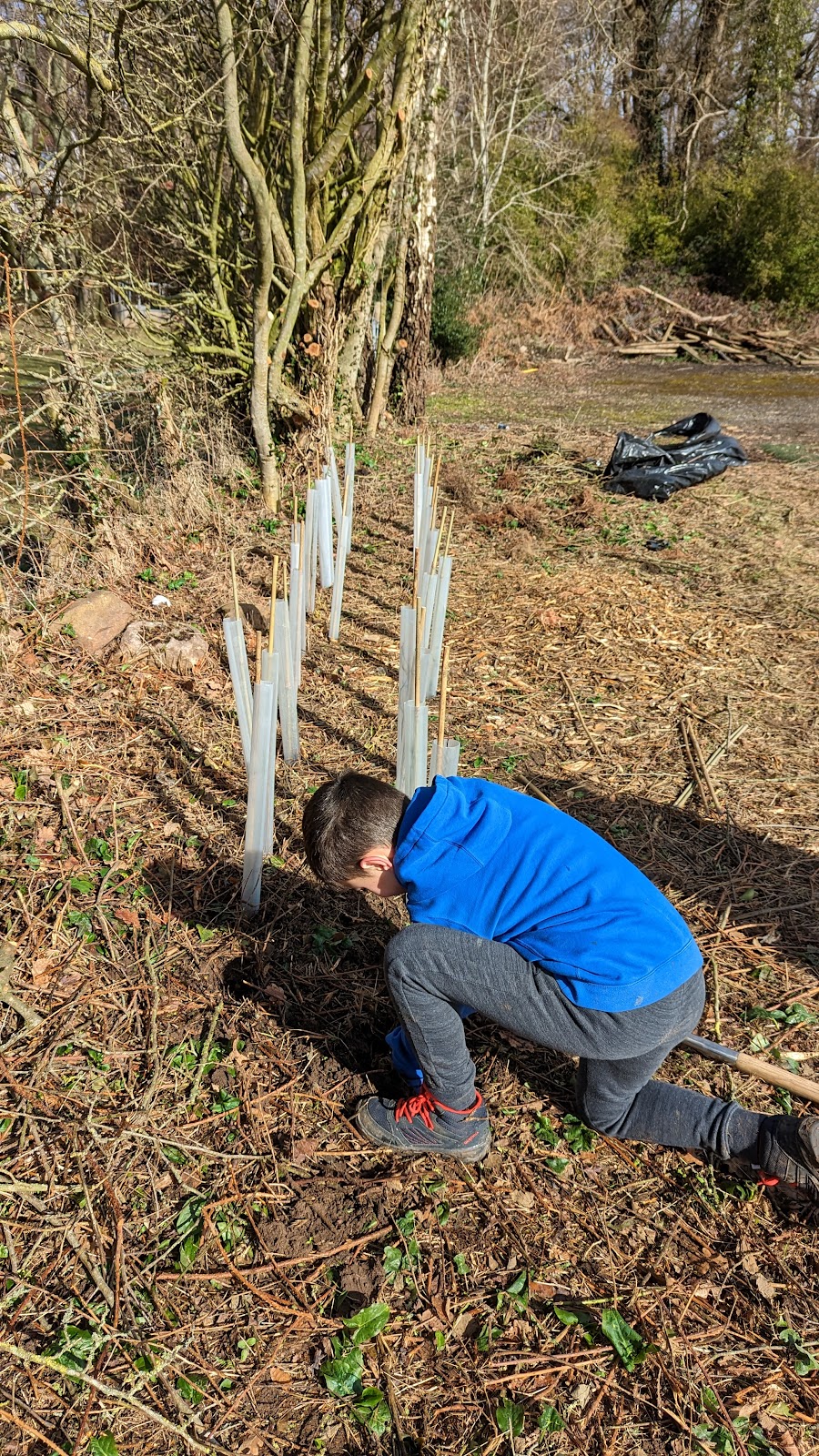 Short hedge after starting to plant trees