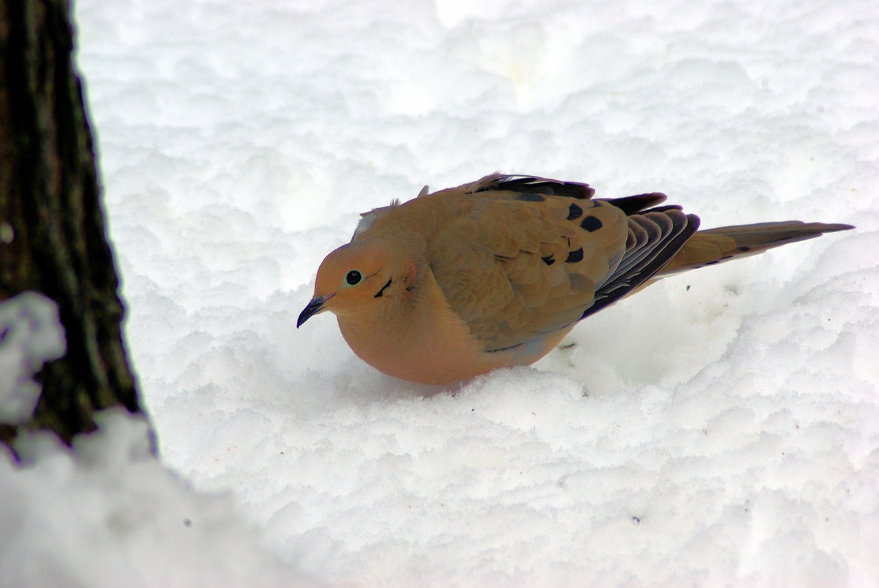 Mourning Dove In Winter - Free photo on Pixabay