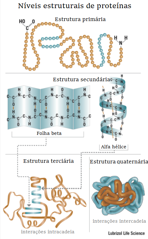 Os quatro níveis estruturais de conformação proteica