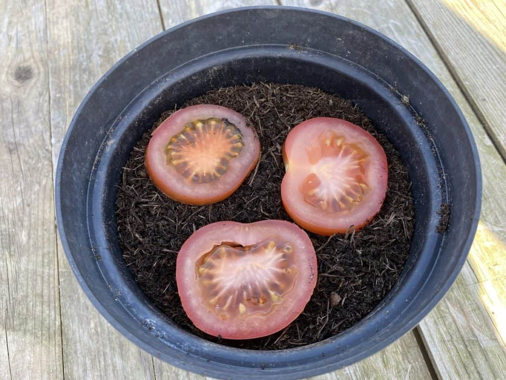 How-to-Plant-Tomatoes-from-Slices-easy-steps