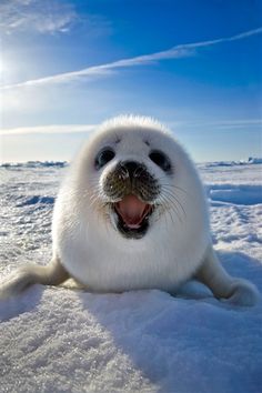 54 Best cute seals images | Cute seals, Baby seal, Seal pup