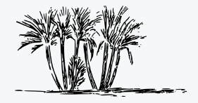 A black and white drawing of palm trees Description automatically generated with low confidence