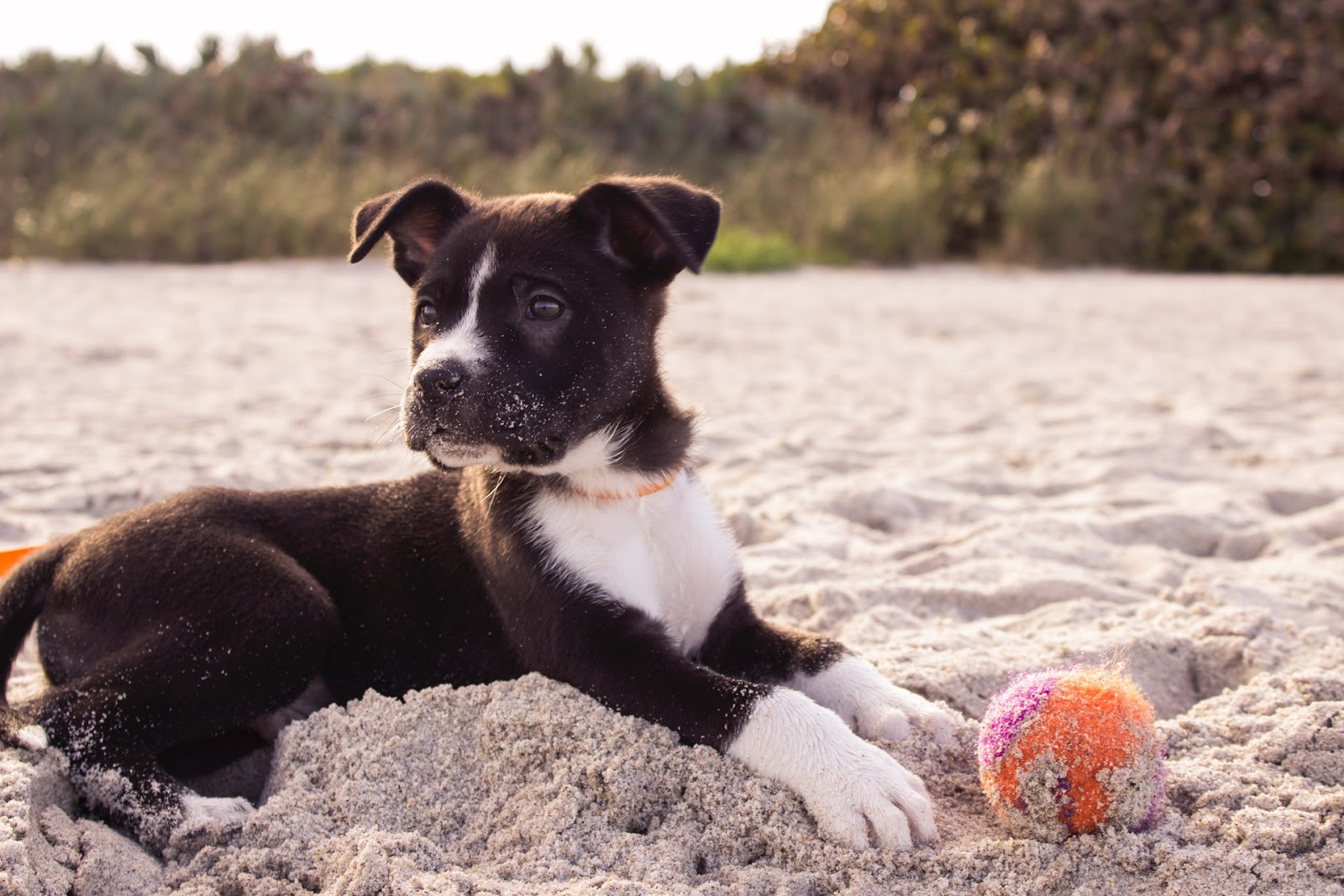 puppy playing at the beach 