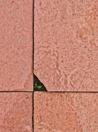 plant growing out of crack in outdoor tile