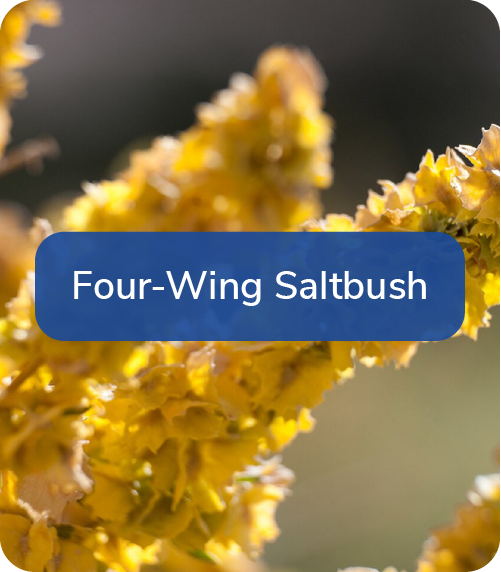 four wing saltbush