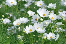Macintosh HD:Users:sarinavetterli:Desktop:Plant and Granola Sale:Plant Images:Cosmos white.jpg