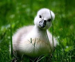 Image result for swan