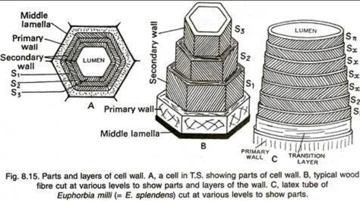 Structure of Cell wall