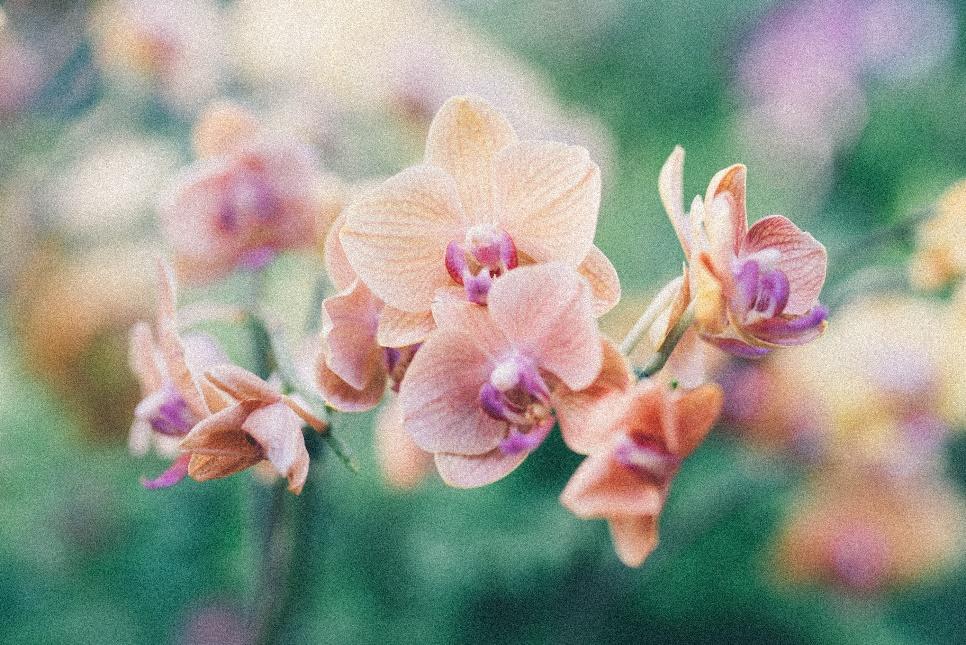 Orchid Greenhouse 