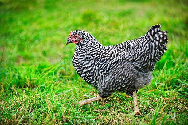 Gà Plymouth  - giống gà thịt nhập ngoại - máy ấp trứng tuyên quang