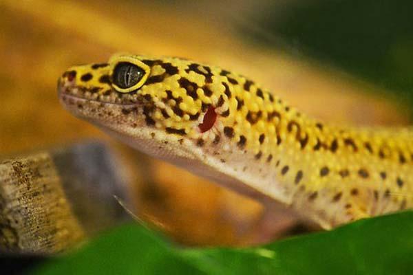 An image of leopard gecko in the wild. 