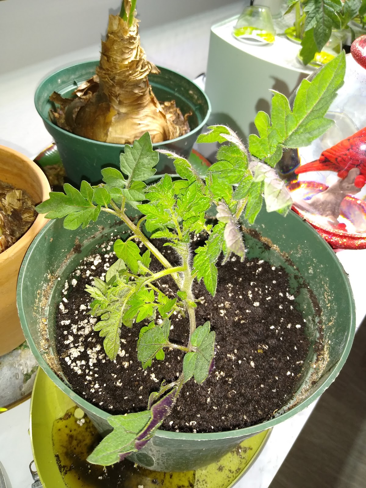 transplanting tomato plants from water to soil