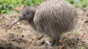 Image result for kiwi