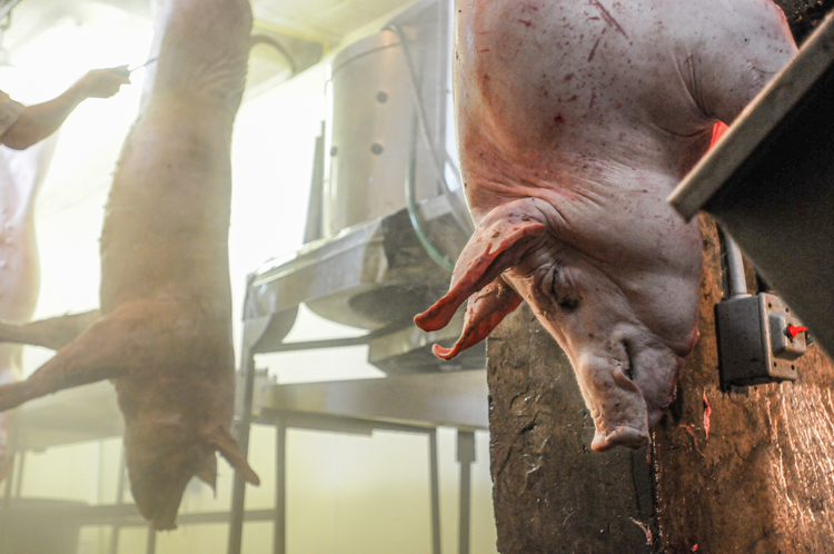 Pig slaughterhouse. Canada, 2011.