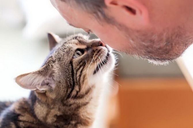 15 erstaunliche Fakten über Katzen + Mood Kit 6