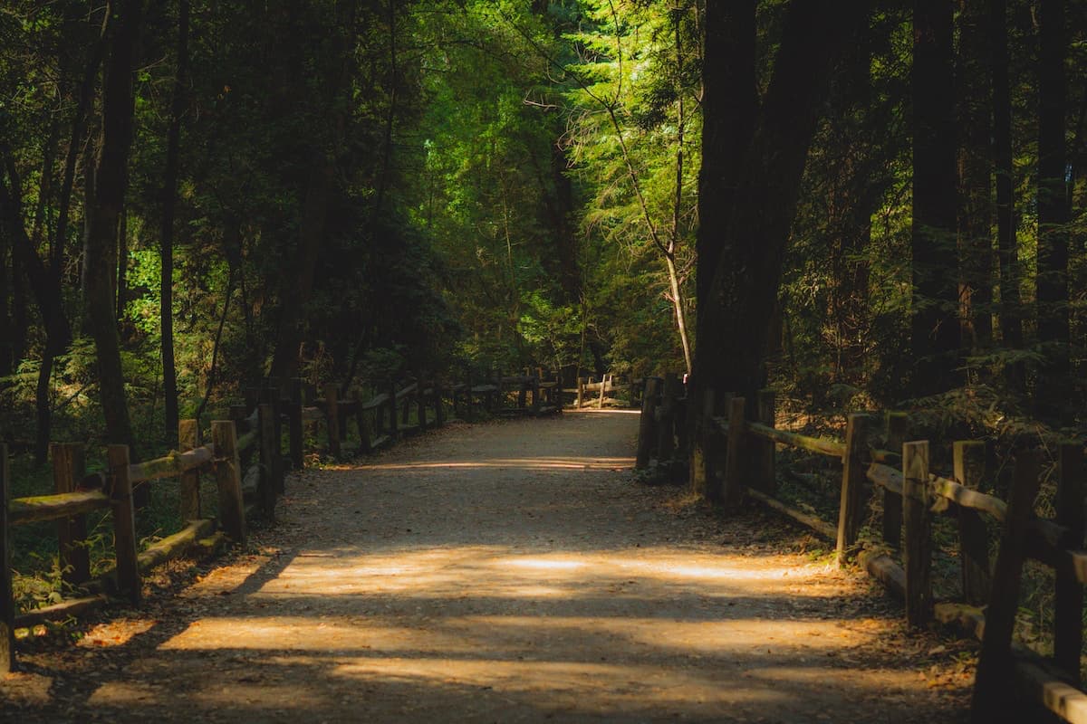 Walkway through the Henry Cowell Redwoods State Park surrounded by tall green trees