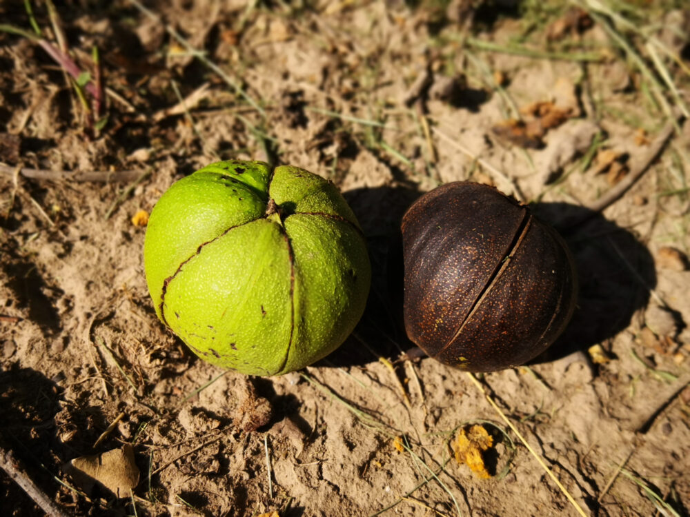 hickory-tree-nuts