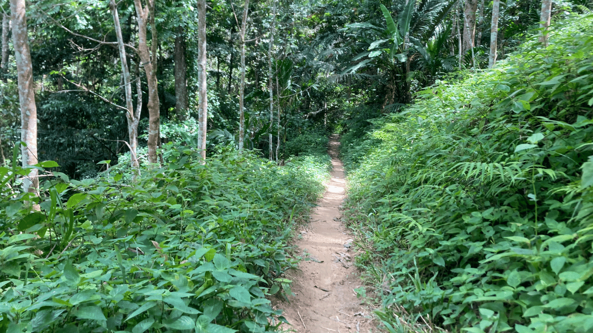 A trail runs through the Nai Yang Hills