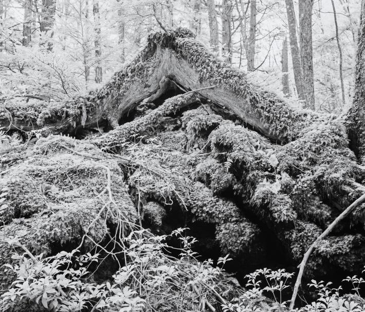 Khu rừng tự sát nổi tiếng ở Nhật Bản: Nơi những bước chân cuối cùng chỉ đến mà không có trở về - Ảnh 6.