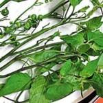 Black nightshade leaf