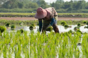Phương pháp trồng lúa truyền thống.Nông dân trồng lúa chia cây lúa non và trồng lại trên ruộng lúa ngập nước ở Đông Nam Á.