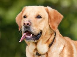 Image result for dog