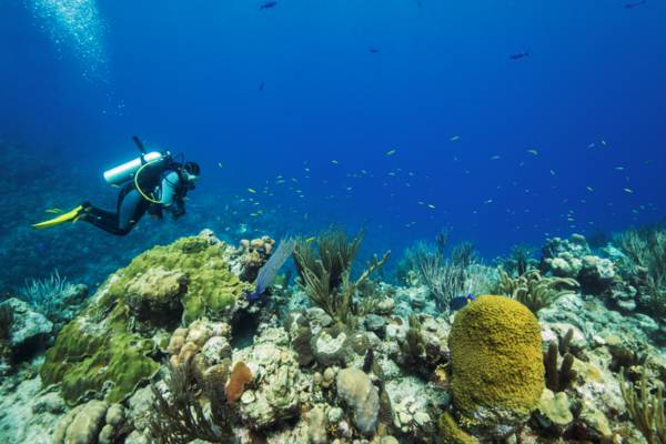 Caribbean Diving