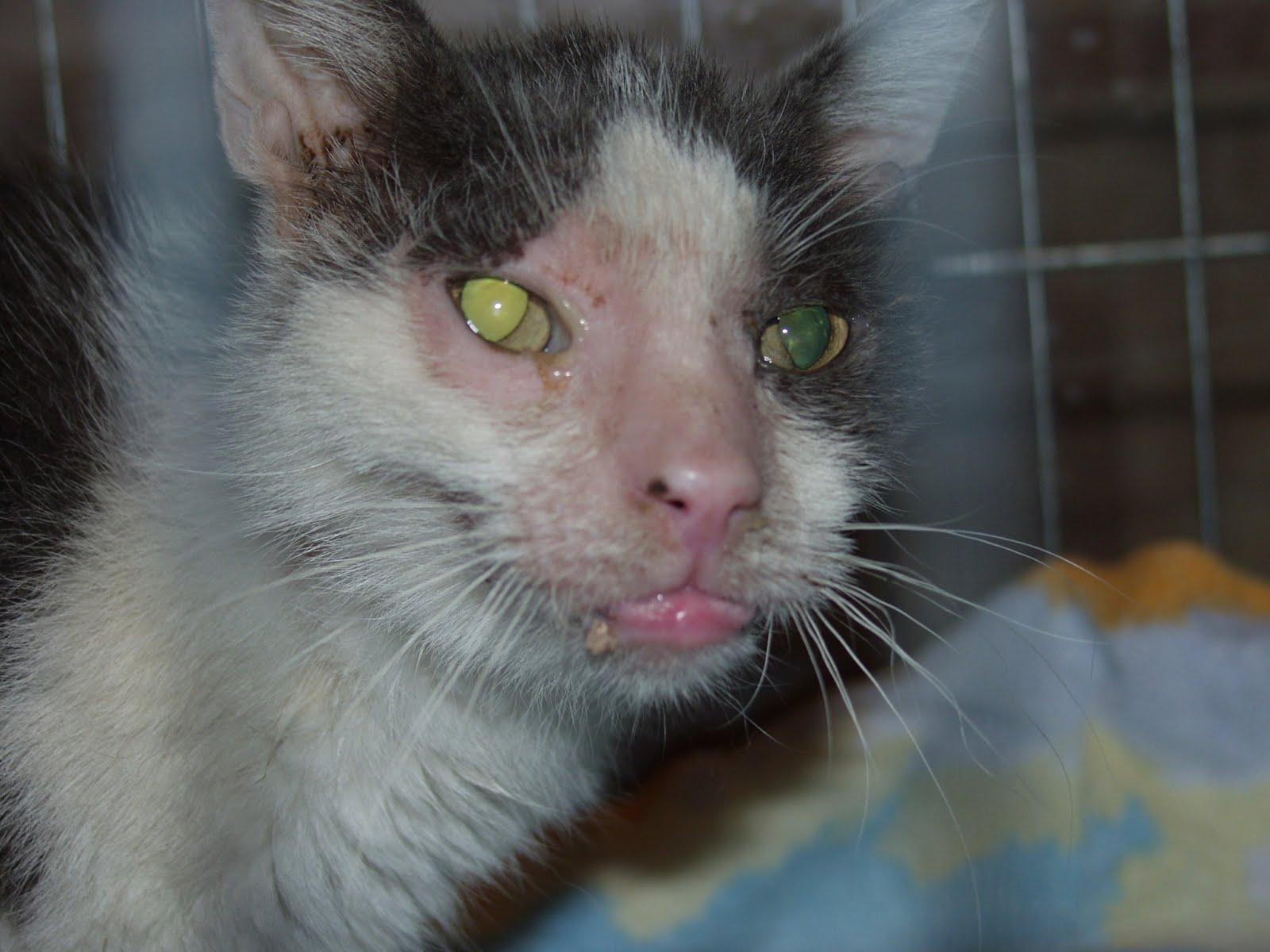 Who are Sunny Harbour Cat Rescue | Sunny Harbour Cat ...