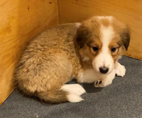 A puppy lying on the floor

Description automatically generated with low confidence