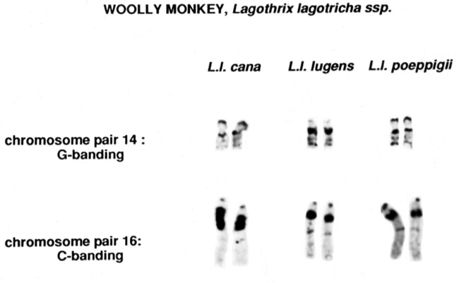 Banding polymorphisms in different subspecies