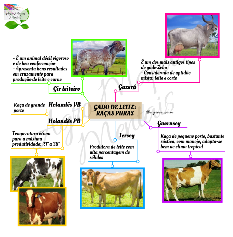 Mapa Mental: raças gado de leite