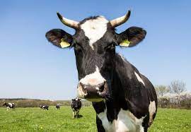 10 Facts about Dairy Cattle - Farm Animals - Topics - Campaigns &amp; Topics -  FOUR PAWS International
