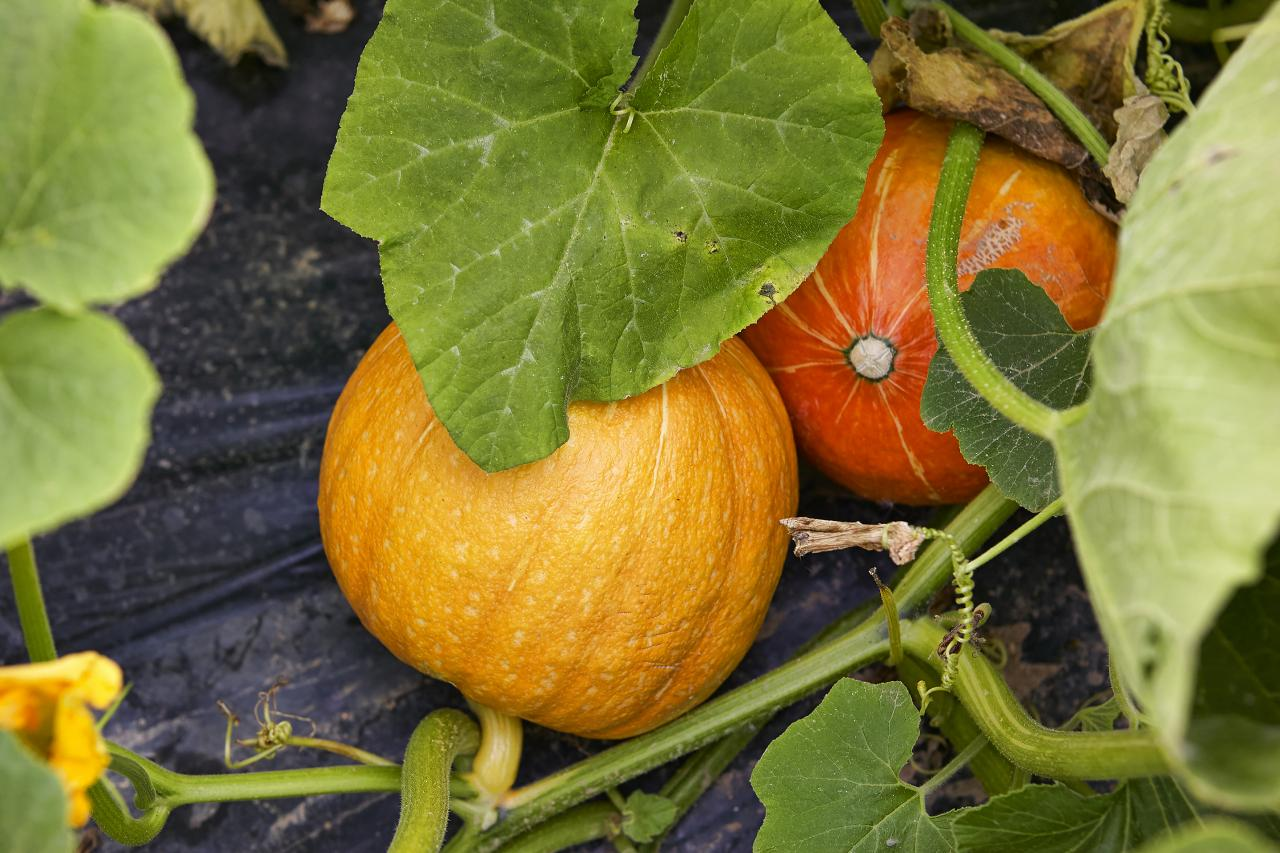 harvesting your potted pumpkin