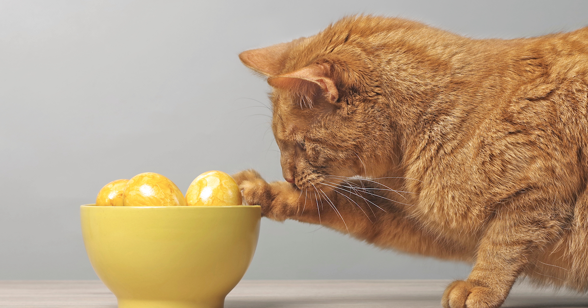 Cat playing with eggs