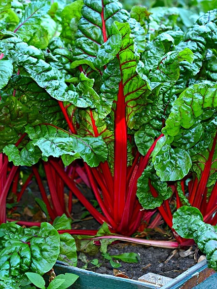 Chard in bed