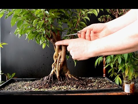 Ficus Benjamina Bonsai: How to Grow and Care