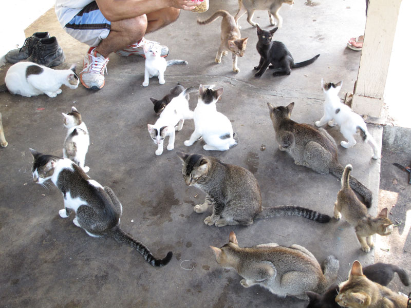 Cats at St John’s Island