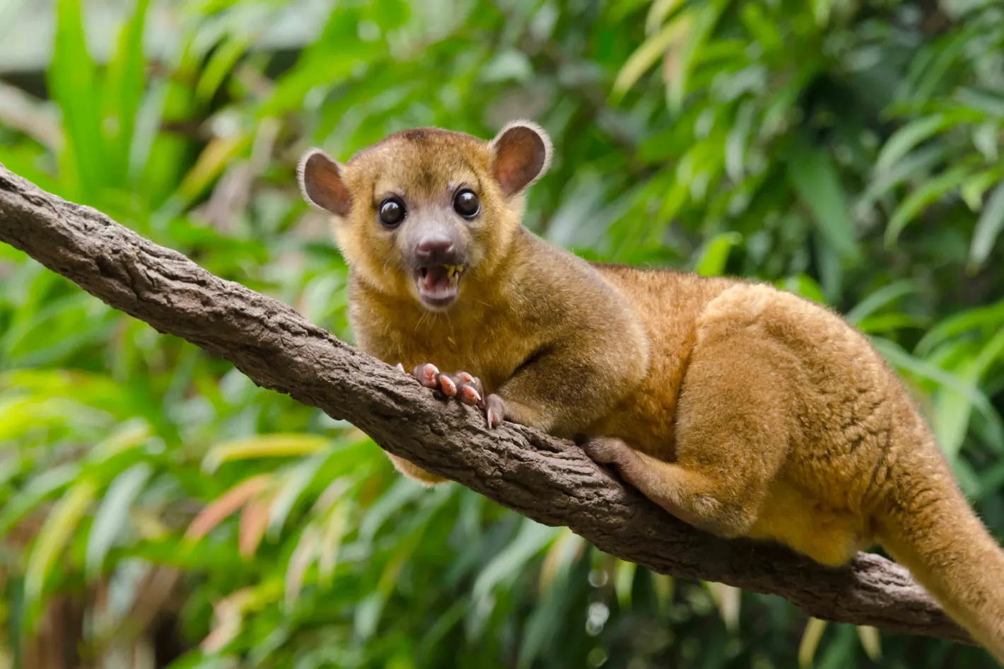 Kinkajou
