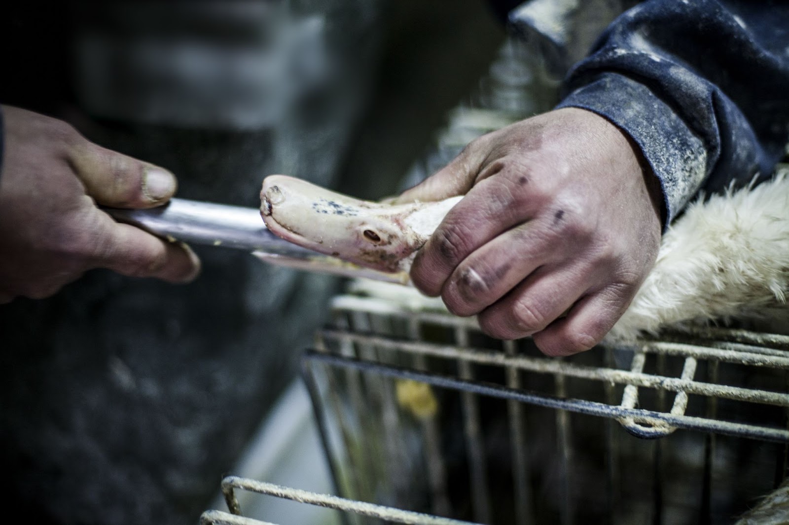 alimentação forçada