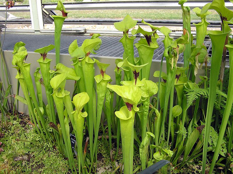 Many pitcher plants with thick green stalks and opening cup-shapes at the top stand upright in a cluster. 