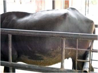 A buffalo with hydroamnios. The abdomen is distended.